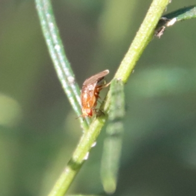 Steganopsis melanogaster (A lauxaniid fly) at Hughes Grassy Woodland - 19 May 2022 by LisaH