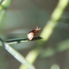 Steganopsis melanogaster at Deakin, ACT - 19 May 2022