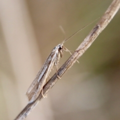 Tritymba dianipha (Plutellidae) at Hughes, ACT - 3 Jun 2022 by LisaH