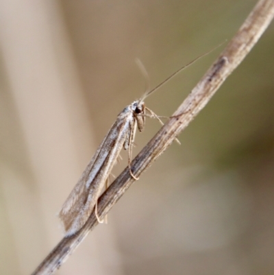 Tritymba dianipha (Plutellidae) at Hughes, ACT - 3 Jun 2022 by LisaH