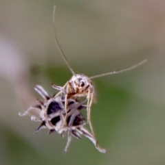 Tritymba dianipha at Hughes, ACT - 3 Jun 2022 01:48 PM