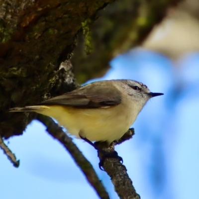 Acanthiza chrysorrhoa (Yellow-rumped Thornbill) at Bungendore, NSW - 7 Jun 2022 by LisaH