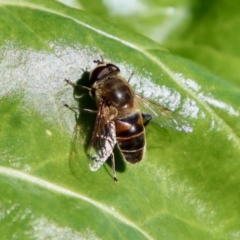 Eristalis tenax (Drone fly) at Hughes Grassy Woodland - 8 May 2022 by LisaH