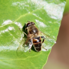 Eristalis tenax at Hughes, ACT - suppressed