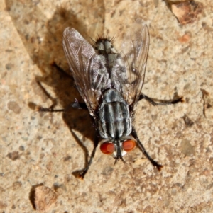 Exorista sp. (genus) at Hughes, ACT - 8 May 2022