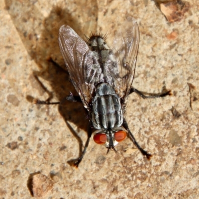 Exorista sp. (genus) (A Bristle Fly) at Hughes, ACT - 8 May 2022 by LisaH