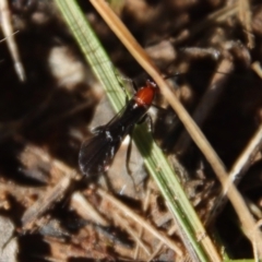 Braconidae (family) (Unidentified braconid wasp) at Red Hill Nature Reserve - 3 May 2022 by LisaH