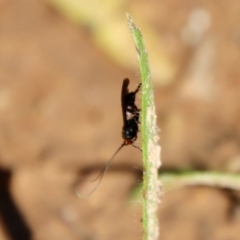 Braconidae (family) at Hughes, ACT - 3 May 2022