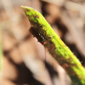 Braconidae (family) at Hughes, ACT - 3 May 2022