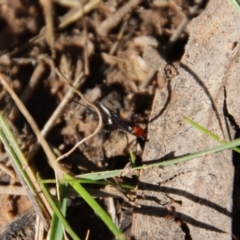 Braconidae (family) at Hughes, ACT - 3 May 2022 01:32 PM