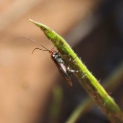 Braconidae (family) at Hughes, ACT - 3 May 2022