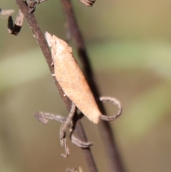 Tortricinae (subfamily) (A tortrix moth) at Deakin, ACT - 3 May 2022 by LisaH