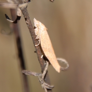 Tortricinae (subfamily) at Deakin, ACT - 3 May 2022 01:29 PM