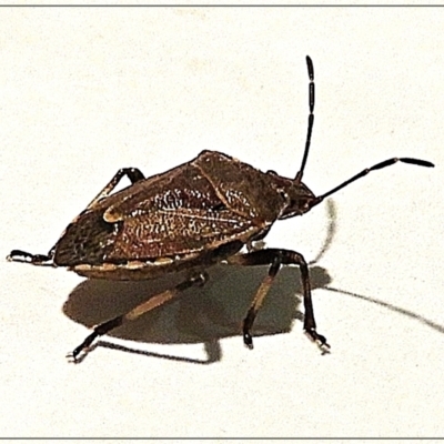 Cermatulus nasalis (Predatory shield bug, Glossy shield bug) at Crooked Corner, NSW - 8 Jun 2022 by Milly