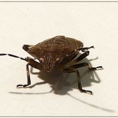 Cermatulus nasalis at Crooked Corner, NSW - 8 Jun 2022