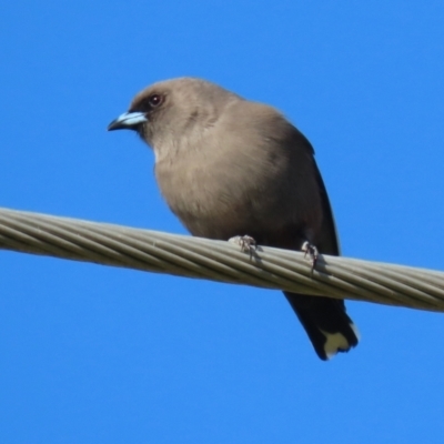 Artamus cyanopterus cyanopterus (Dusky Woodswallow) at Fyshwick, ACT - 9 Jun 2022 by RodDeb