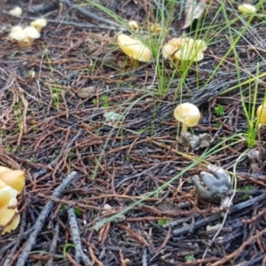 zz agaric (stem; gill colour unknown) at Coree, ACT - 10 Jun 2022 10:03 AM