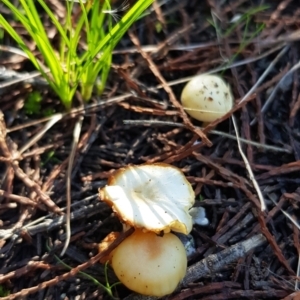 zz agaric (stem; gill colour unknown) at Coree, ACT - 10 Jun 2022