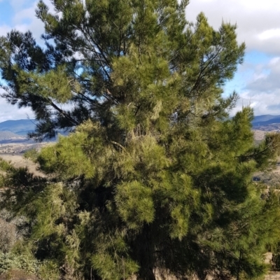 Amyema cambagei (Sheoak Mistletoe) at Woodstock Nature Reserve - 10 Jun 2022 by JaneCarter