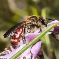 Unidentified Bee (Hymenoptera, Apiformes) at Acton, ACT - 10 Jun 2022 by Roger