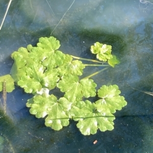 Ranunculus sceleratus at Campbell, ACT - 10 Jun 2022