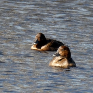 Aythya australis at Googong, NSW - suppressed