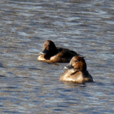 Aythya australis (Hardhead) at QPRC LGA - 10 Jun 2022 by Wandiyali