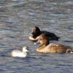 Aythya australis at Googong, NSW - suppressed