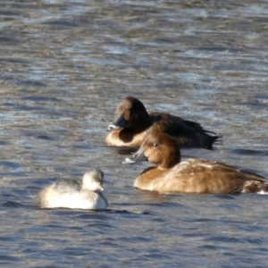 Aythya australis at Googong, NSW - suppressed