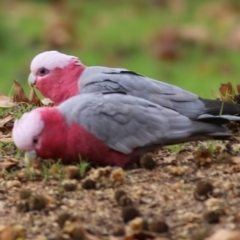 Eolophus roseicapilla (Galah) at Wodonga - 10 Jun 2022 by KylieWaldon