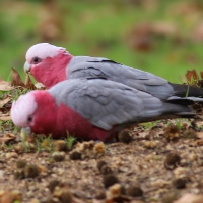 Eolophus roseicapilla (Galah) at Wodonga, VIC - 10 Jun 2022 by KylieWaldon