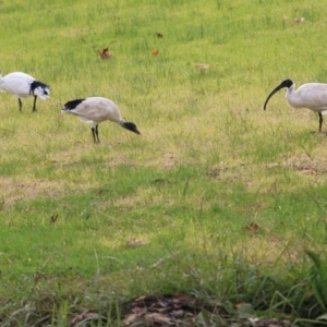 Threskiornis molucca at Wodonga, VIC - 10 Jun 2022 02:24 PM