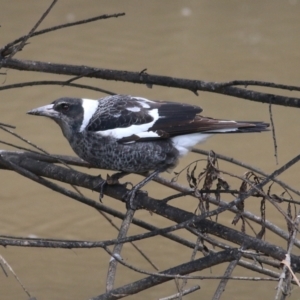 Gymnorhina tibicen at Wodonga, VIC - 10 Jun 2022