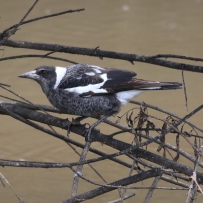 Gymnorhina tibicen (Australian Magpie) at Ewart Brothers Reserve - 10 Jun 2022 by KylieWaldon