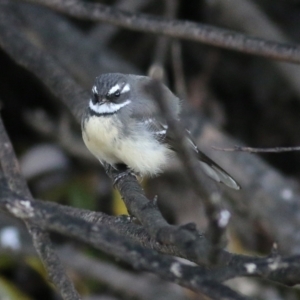 Rhipidura albiscapa at Wodonga, VIC - 10 Jun 2022