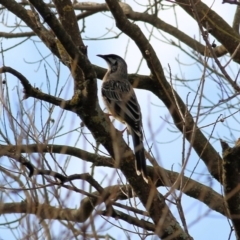 Anthochaera carunculata (Red Wattlebird) at Wodonga, VIC - 10 Jun 2022 by KylieWaldon