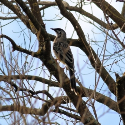 Anthochaera carunculata (Red Wattlebird) at Wodonga - 10 Jun 2022 by KylieWaldon