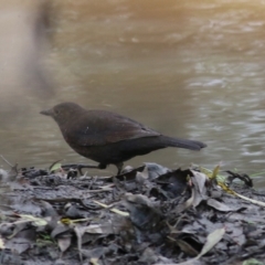 Turdus merula (Eurasian Blackbird) at Wodonga - 10 Jun 2022 by KylieWaldon