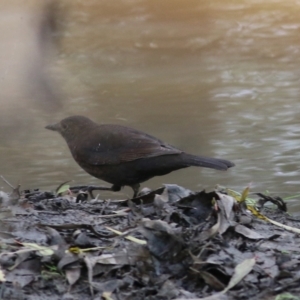 Turdus merula at Wodonga, VIC - 10 Jun 2022 02:12 PM