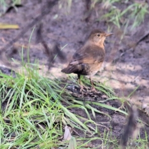 Turdus merula at Wodonga, VIC - 10 Jun 2022 02:12 PM