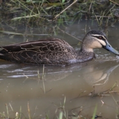 Anas superciliosa (Pacific Black Duck) at Wodonga, VIC - 10 Jun 2022 by KylieWaldon