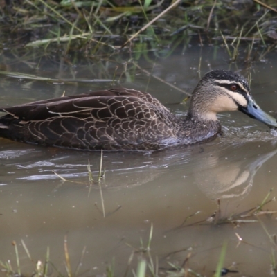 Anas superciliosa (Pacific Black Duck) at Ewart Brothers Reserve - 10 Jun 2022 by KylieWaldon