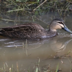 Anas superciliosa (Pacific Black Duck) at Ewart Brothers Reserve - 10 Jun 2022 by KylieWaldon