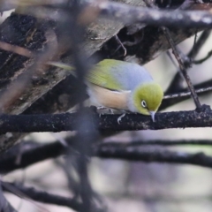 Zosterops lateralis (Silvereye) at Wodonga, VIC - 10 Jun 2022 by KylieWaldon