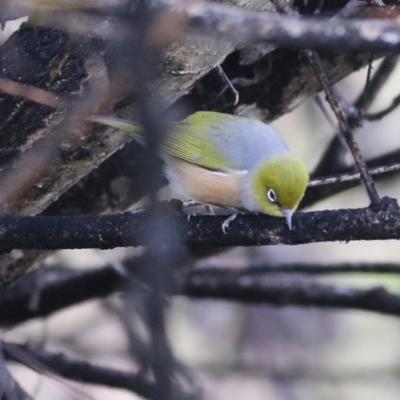 Zosterops lateralis (Silvereye) at Ewart Brothers Reserve - 10 Jun 2022 by KylieWaldon