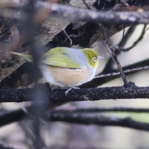 Zosterops lateralis at Wodonga, VIC - 10 Jun 2022 02:18 PM