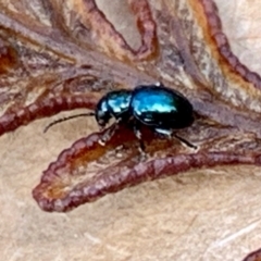 Unverified Beetle (Coleoptera) at Pearcedale, VIC - 10 Jun 2022 by srsbb
