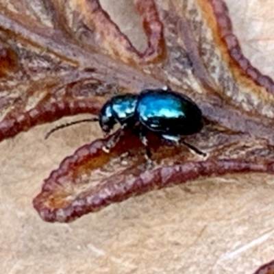 Unverified Beetle (Coleoptera) at Pearcedale, VIC - 10 Jun 2022 by srsbb