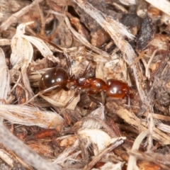 Papyrius nitidus (Shining Coconut Ant) at Stony Creek - 10 Jun 2022 by rawshorty