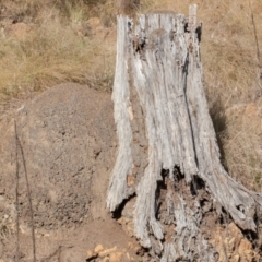 Papyrius nitidus at Stromlo, ACT - suppressed